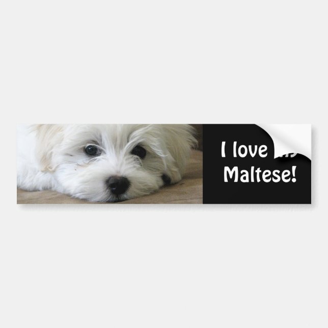 Puppy Eyes Bumper Sticker (Front)