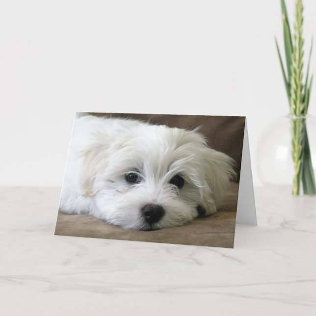 Puppy Eyes Card (Front)