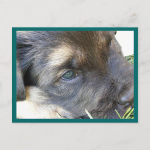 Puppy Eyes Postcards