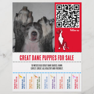puppy flyers Great Dane or Dogs