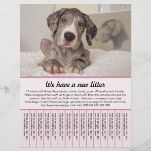 puppy for sale flyer templates