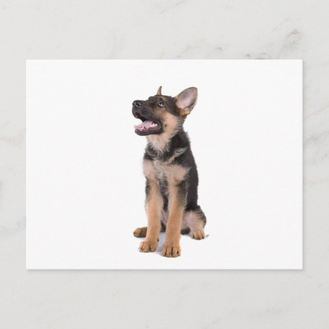 puppy German shepherd Postcard (Front)