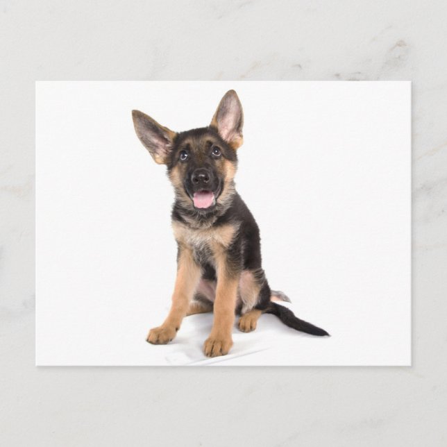puppy German shepherd Postcard (Front)
