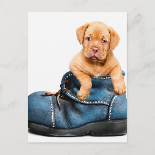 Puppy Gifts Postcard