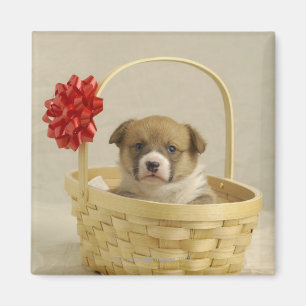 Puppy in a basket magnet
