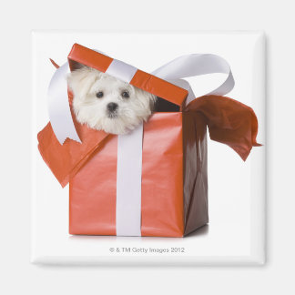 puppy in a box magnet