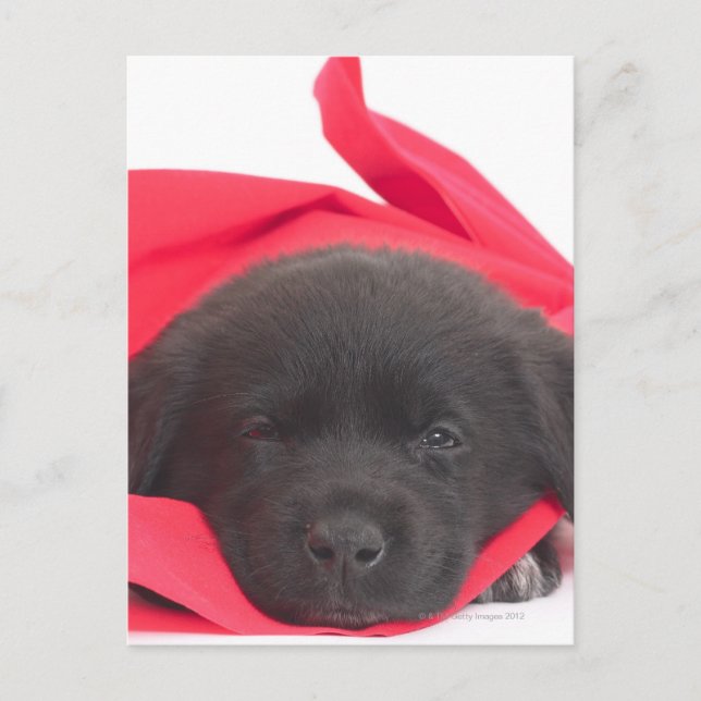 Puppy in blanket postcard (Front)