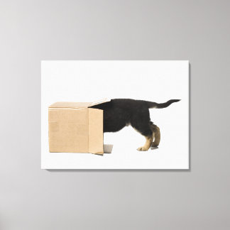 Puppy in cardboard box canvas print