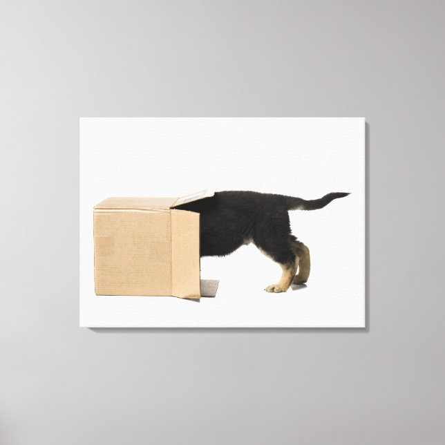 Puppy in cardboard box canvas print (Front)