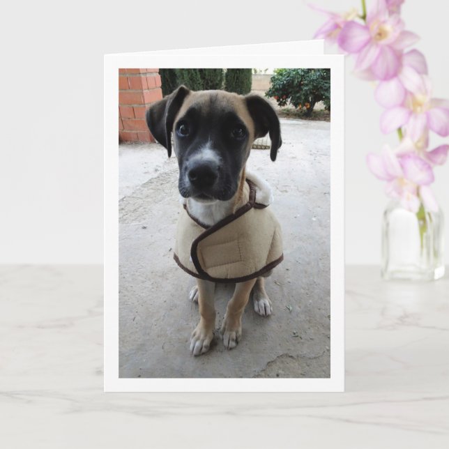 Puppy in Coat Card (Orchid)