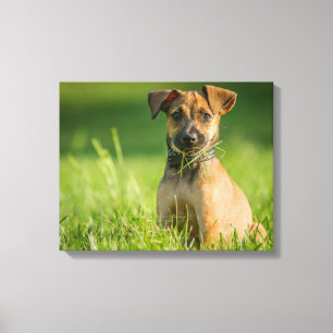 Puppy In The Grass Canvas Print