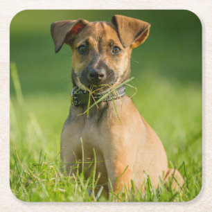 Puppy In The Grass Square Paper Coaster