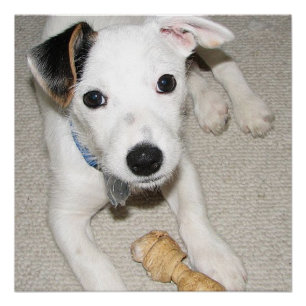 puppy jack russell terrier poster