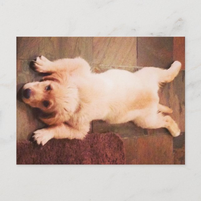 Puppy Laying Funny Postcard (Front)