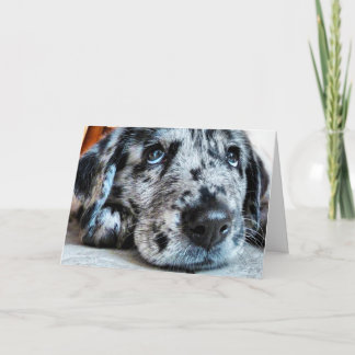 Puppy Look Greeting Card