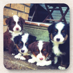Puppy Love - Adorable  Australian Shepherds Coaster