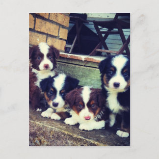 Puppy Love - Adorable  Australian Shepherds Postcard