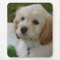Puppy Love - Cute MaltiPoo Dog Photo
