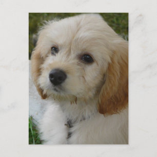 Puppy Love - Cute MaltiPoo Dog Photo Postcard