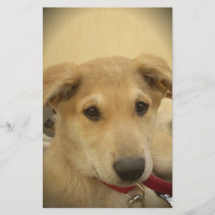 Puppy Love: Man's Best Friend Stationery