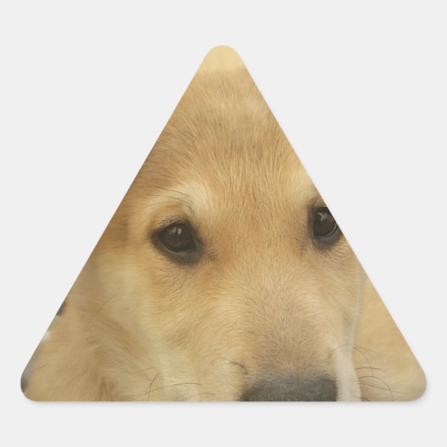 Puppy Love: Man's Best Friend Triangle Sticker (Front)