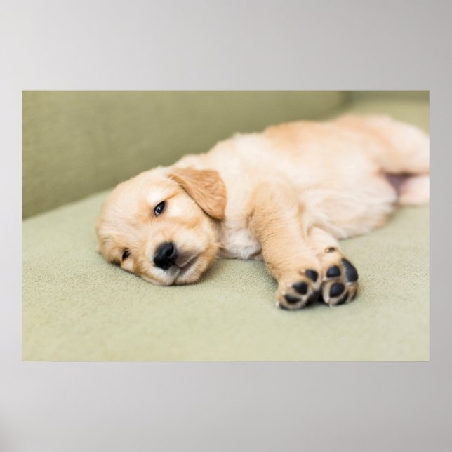 Puppy Lying Down On Sofa Poster (Front)