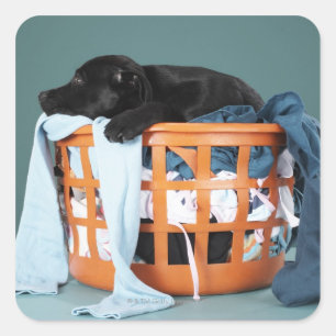 Puppy lying in laundry basket square sticker