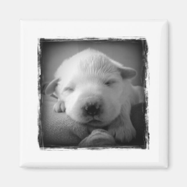 Puppy magnet (Front)