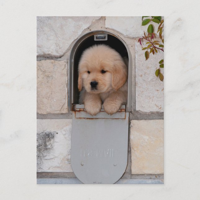 Puppy Mail Postcard (Front)