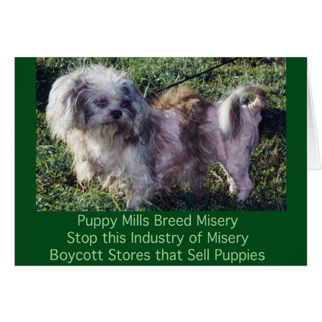Puppy Mills Breed Misery Card (Front Horizontal)