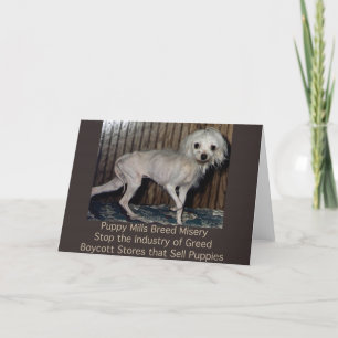 Puppy Mills Breed Misery Card