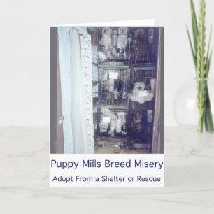 Puppy Mills Breed Misery Card