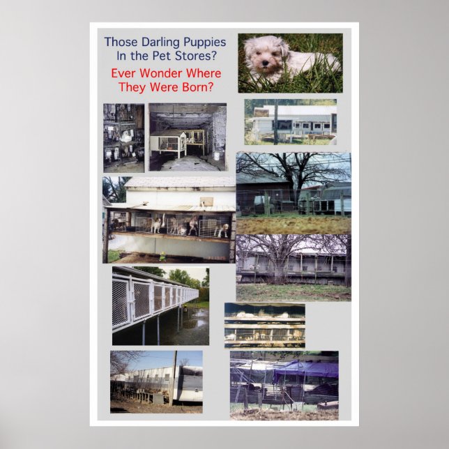 Puppy Mills Breed Misery Poster (Front)