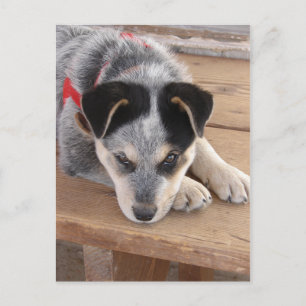 Puppy Mischief Postcard