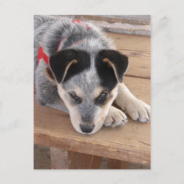 Puppy Mischief Postcard (Front)