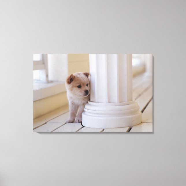 Puppy peeking out from behind a column canvas print (Front)