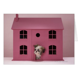Puppy peering out of doll's house