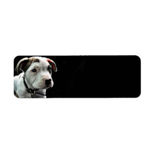 Puppy Pit Bull T-Bone