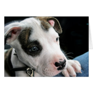 Puppy Pit Bull T-Bone