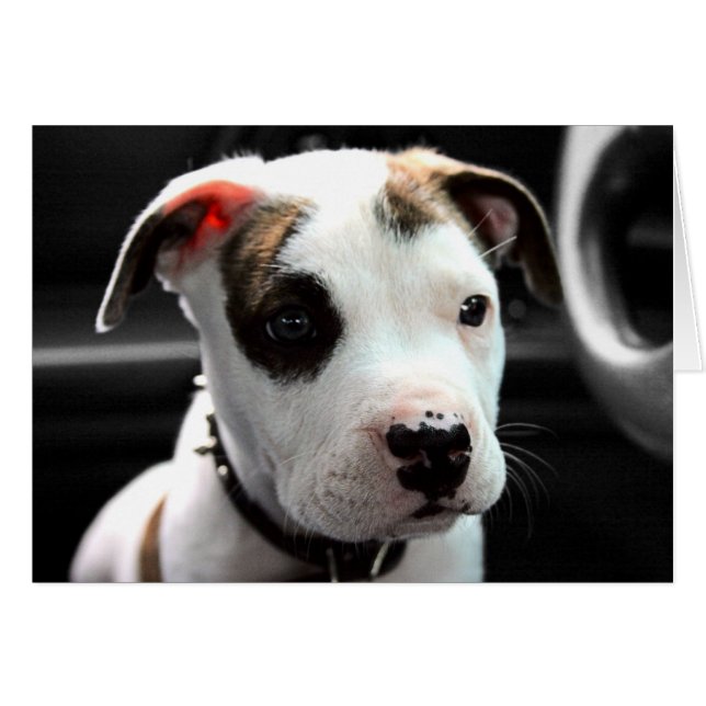 Puppy Pit Bull T-Bone (Front Horizontal)