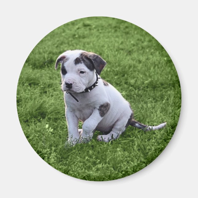 Puppy Pit Bull T-Bone Magnet (Front)