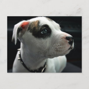 Puppy Pit Bull T-Bone Postcard