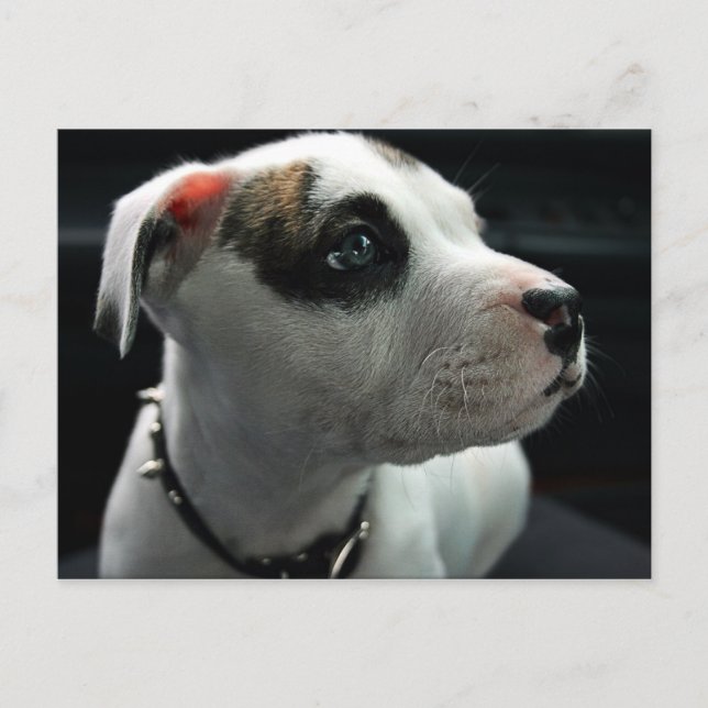 Puppy Pit Bull T-Bone Postcard (Front)