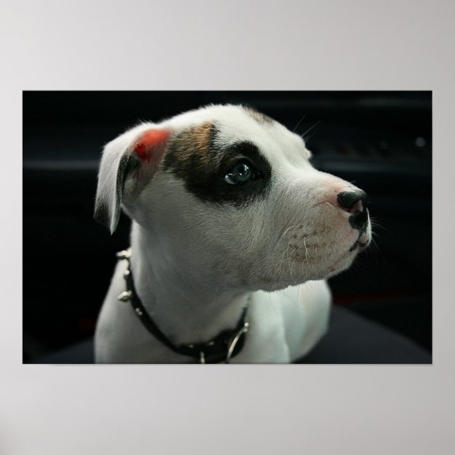 Puppy Pit Bull T-Bone Poster (Front)