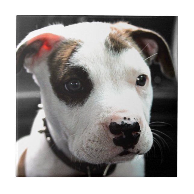 Puppy Pit Bull T-Bone Tile (Front)