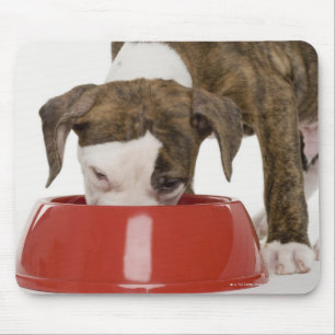 Puppy pitbull eating out of dish mouse pad