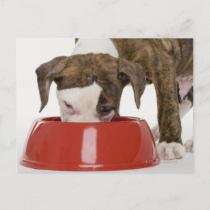 Puppy pitbull eating out of dish postcard