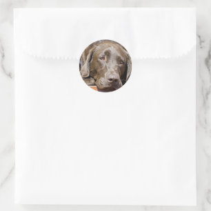Puppy Play Date Chocolate Labrador Photo Classic Round Sticker