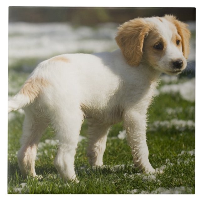 Puppy playing in the snow tile (Front)