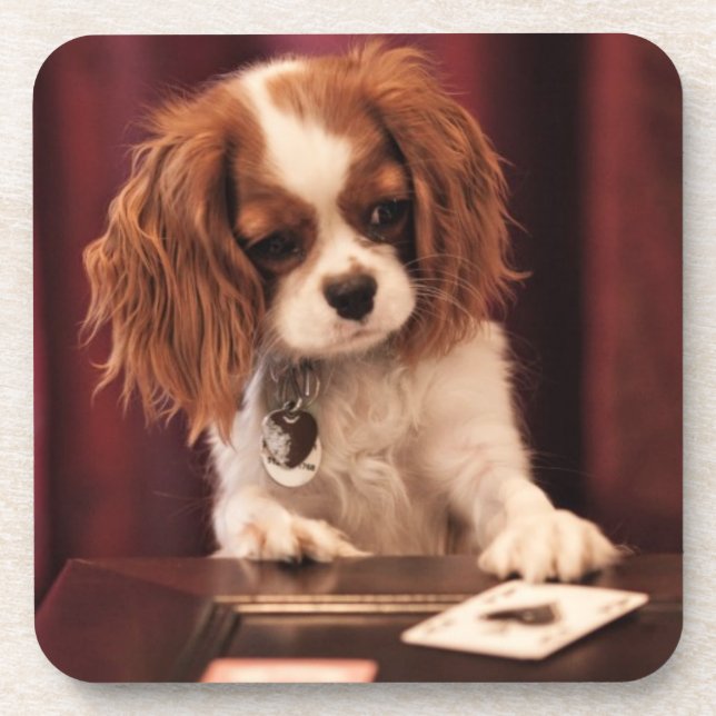 Puppy Plays Cards Coaster (Front)